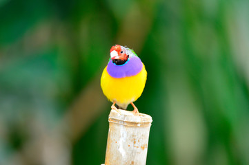 The outdoor fringillidae birds in the park