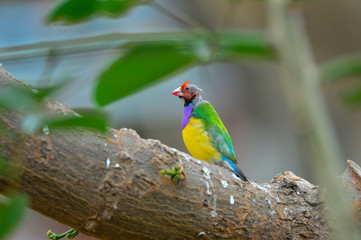 The outdoor fringillidae birds in the park