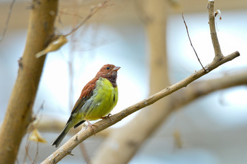 The outdoor fringillidae birds in the park
