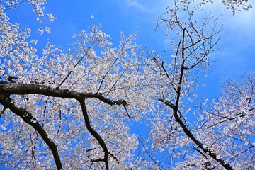 青空バックに満開のサクラ