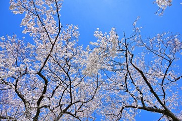 青空バックに満開のサクラ