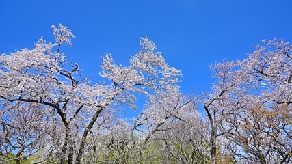 青空バックに満開のサクラ