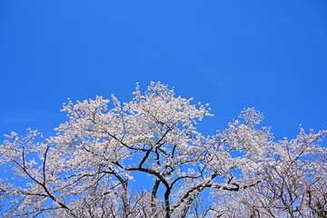 青空バックに満開のサクラ