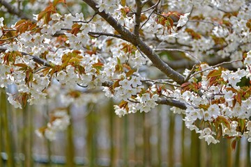 満開の山桜の花