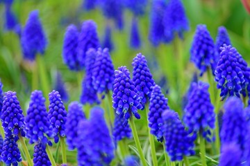 満開のムスカリの花