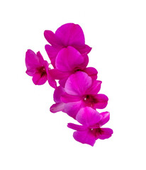 Purple orchid flower , Isolated on white background