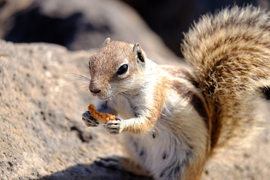 Barbary ground squirrel on a rock on Fuerteventura, Spain.