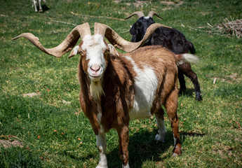 Naklejka na ściany i meble Buck goat with large horns is allerted