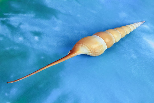 Fish Back Spindle รูปภาพSpindle – เลือกดูภาพถ่ายสต็อก เวกเตอร์ และวิดีโอ55,053 | Adobe Stock