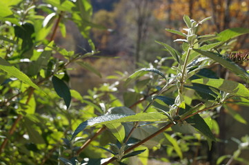 green leaves of a tree