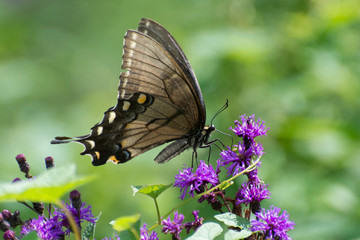 Butterfly 2018-98 / Black Swallowtail (Papilio polyxenes)