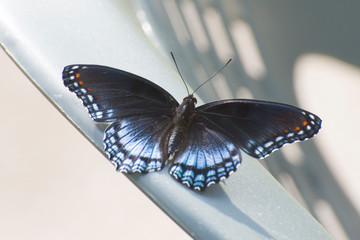 Butterfly 2018-99 / Red-spotted Purple Admiral (Limenitis arthemis)