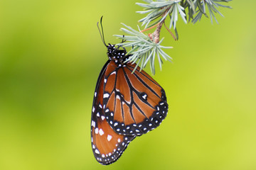 Butterfly 2019-1 / Queen Butterfly (Danaus gilippus) On pine needles