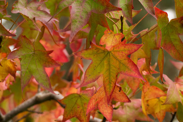 Red autumn fall maple leaves sunny day
