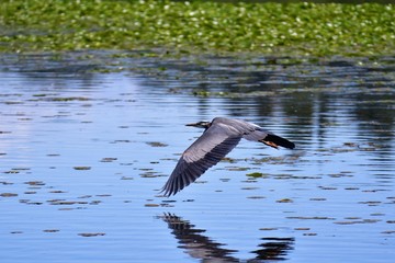 A Great Blue Heron is flying very close to the surface of the water. 