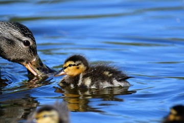 The ducklings are  following their mother duck around  all the time.