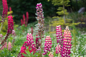 Beautiful and colorful flowers at Estancia Las Cotorras, close to Ushuaia, Tierra del Fuego, Argentina. This one of many plants that can be  found at Tierra del Fuego National Park.