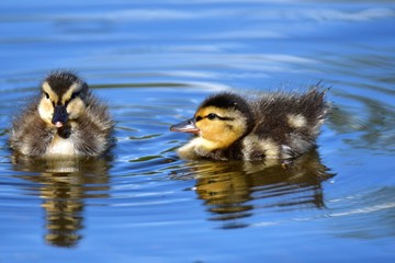 Two  ducklings are swimming in the pond. 