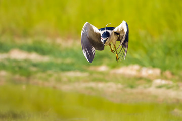Hunting Heron. Green nature habitat background. Bird: Black crowned Night Heron. Nycticorax nycticorax.