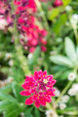 Fototapeta premium Beautiful and colorful flowers at Estancia Las Cotorras, close to Ushuaia, Tierra del Fuego, Argentina. This one of many plants that can be found at Tierra del Fuego National Park.