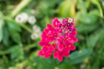 Beautiful and colorful flowers at Estancia Las Cotorras, close to Ushuaia, Tierra del Fuego, Argentina. This one of many plants that can be  found at Tierra del Fuego National Park.
