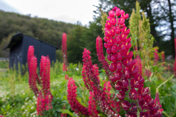 Beautiful and colorful flowers at Estancia Las Cotorras, close to Ushuaia, Tierra del Fuego, Argentina. This one of many plants that can be  found at Tierra del Fuego National Park.