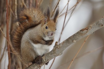 Naklejka na ściany i meble Red Squirrel on tree in Hokkaido, Japan　エゾリス　北海道札幌