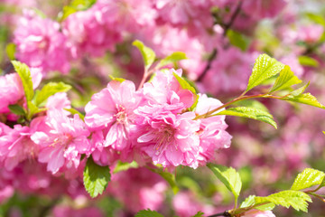 Floral background with pale pink cherry blossoms.