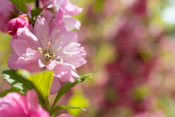 Fototapeta premium Floral background with pale pink cherry blossoms.