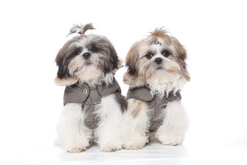 Chiots shih tzu sur fond blanc 