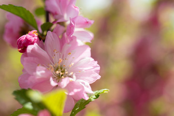 Floral background with pale pink cherry blossoms.