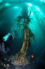 Kelp and diver