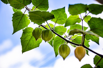 Physalis