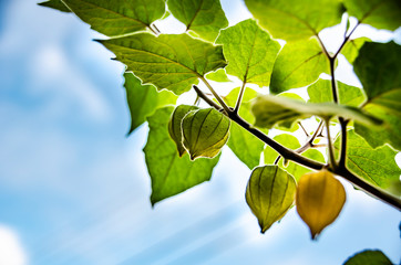 Physalis ou físalis