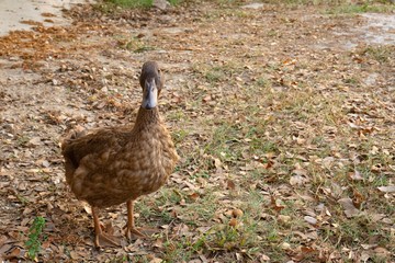 The little yellow duck standing happy animal.