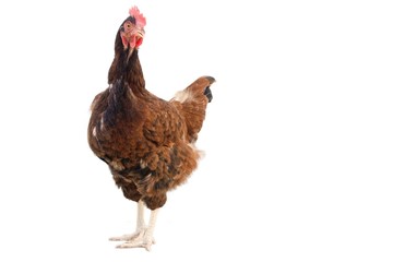 Chicken is flying on a white background.