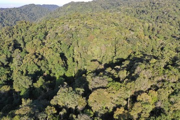 Mountain forest jungle in Malaysia 