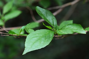 Young spring leaves of decorative deciduous tree Japanese Snowbell, latin name Styrax Japonicus, native to China, Japan and Korea.