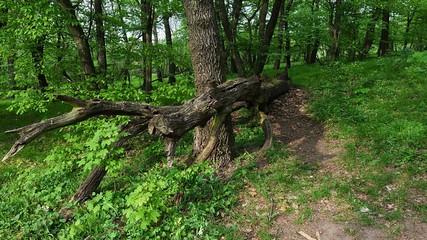 Fallen dead tree on forest path in deciduous forest in central Europe during spring season.