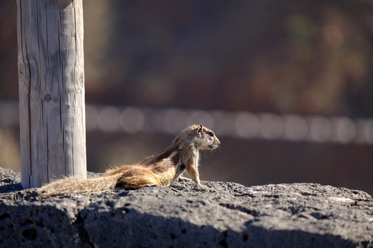 Barbary ground squirrel on a rock on Fuerteventura, Spain.