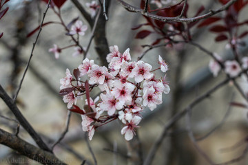 Dwarf red leaf sand cherry