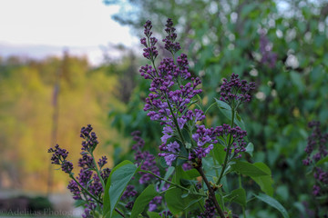 Obraz premium Lilac