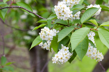 Close up view of bright white Canada red cherry tree blossoms in spring