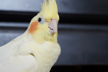 Cockatiel
