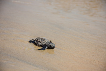 Newborn sea turtles ready for life at sea swim for salvation