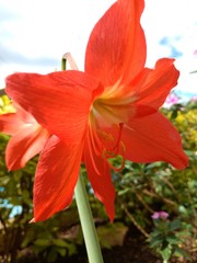 Closeup of a red flower