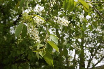 white flowers of tree in spring
