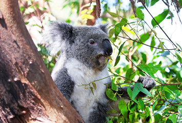 Young Koala Bear Eating Eucalyptus leave in a tree