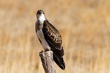 Bird of prey. Osprey. Nature background. Eagle: Western Osprey. 