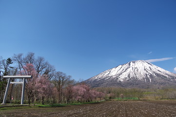 Fototapeta premium 羊蹄山